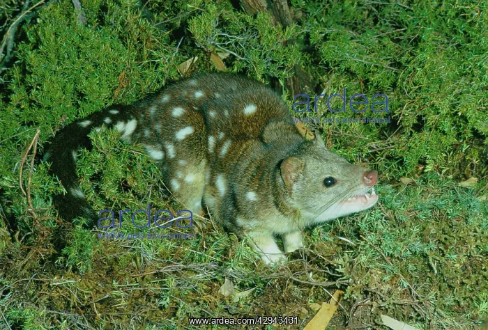 : Spotted-tailed quoll (tiger cat) (Dasyurus maculatus) : Spotted-tailed quoll (tiger cat) (Dasyurus maculatus)