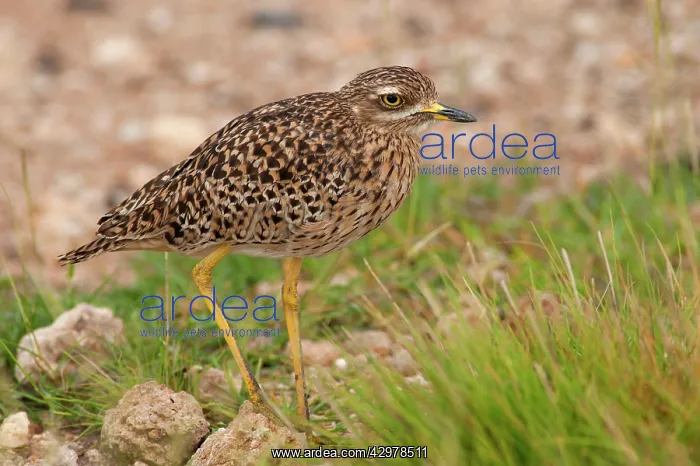 : Spotted Thick-knee : Spotted Thick-knee