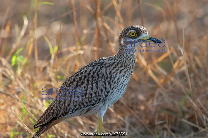 : Spotted Thick-knee : Spotted Thick-knee