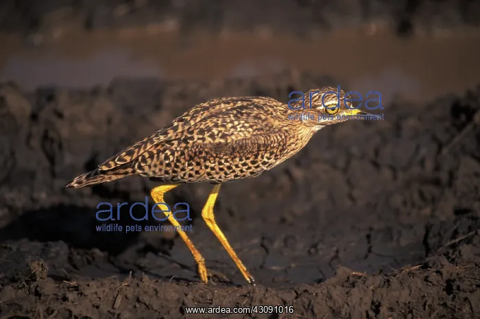 : Spotted Thick-knee : Spotted Thick-knee