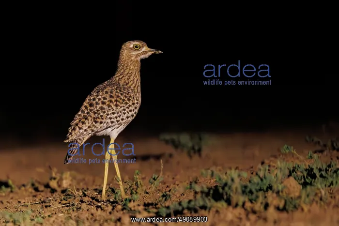 : spotted thick-knee (Burhinus capensis), also known as the spotted dikkop or Cape thick-knee : spotted thick-knee (Burhinus capensis), also known as the spotted dikkop or Cape thick-knee