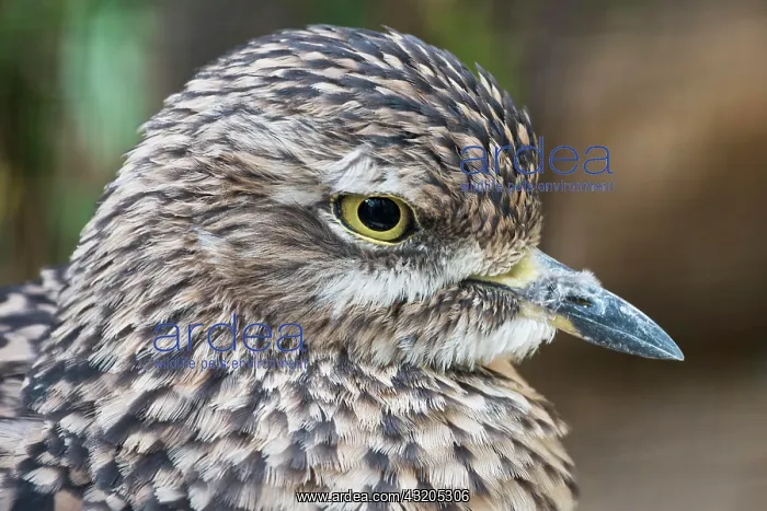 : Spotted Thick knee (Burhinus capensis), captive : Spotted Thick knee (Burhinus capensis), captive
