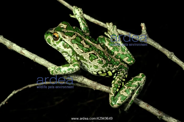 : Spotted-thighed frog - climbing on branches : Spotted-thighed frog - climbing on branches