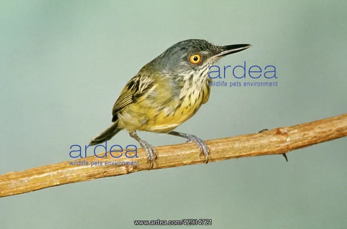 : Spotted Tody FLYCATCHER : Spotted Tody FLYCATCHER