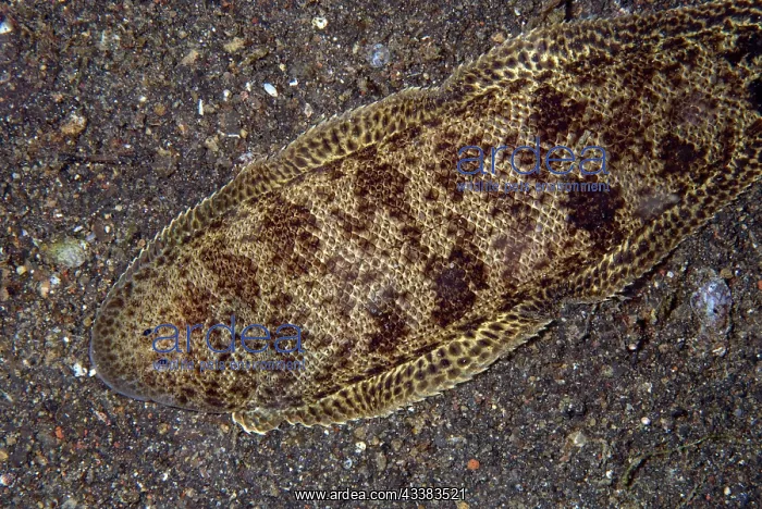 : Spotted Tongue Sole : Spotted Tongue Sole