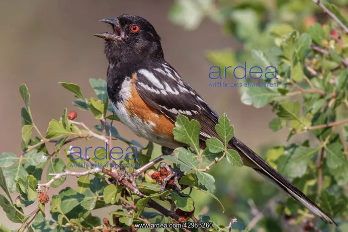 : Spotted Towhee : Spotted Towhee