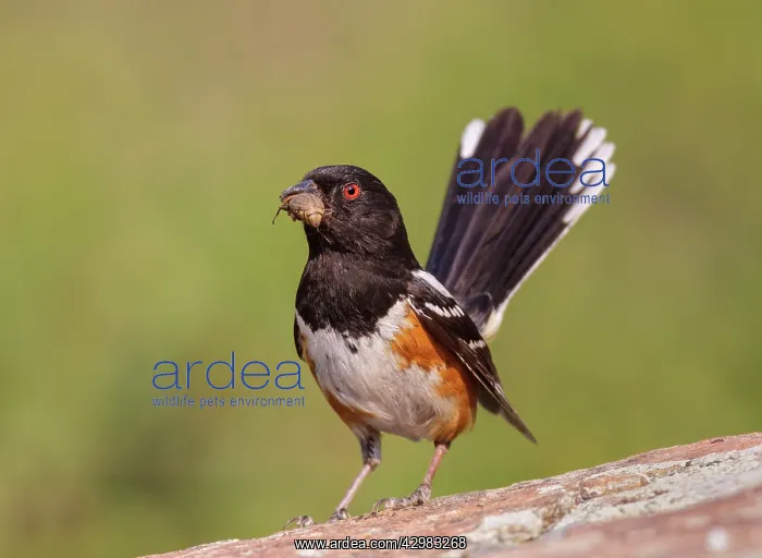 : Spotted Towhee : Spotted Towhee