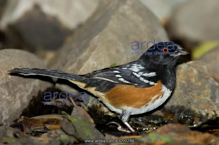 : Spotted Towhee : Spotted Towhee