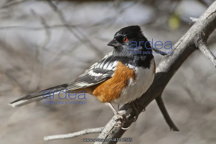 : Spotted Towhee : Spotted Towhee