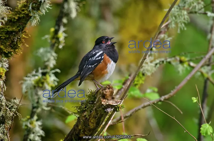 : Spotted Towhee - male singing - Spring : Spotted Towhee - male singing - Spring