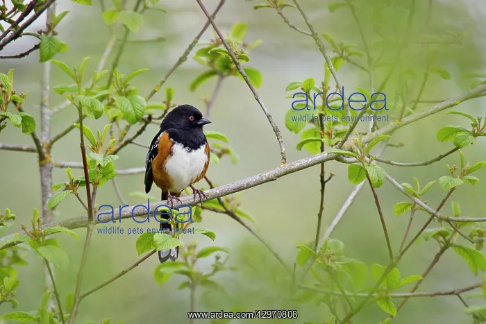 : Spotted Towhee - male - Spring : Spotted Towhee - male - Spring