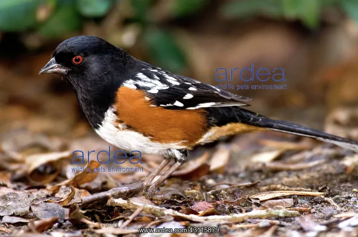 : Spotted Towhee (Pipilo maculatus) : Spotted Towhee (Pipilo maculatus)
