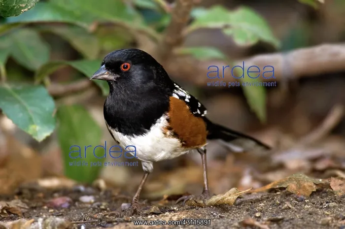 : Spotted Towhee (Pipilo maculatus) : Spotted Towhee (Pipilo maculatus)