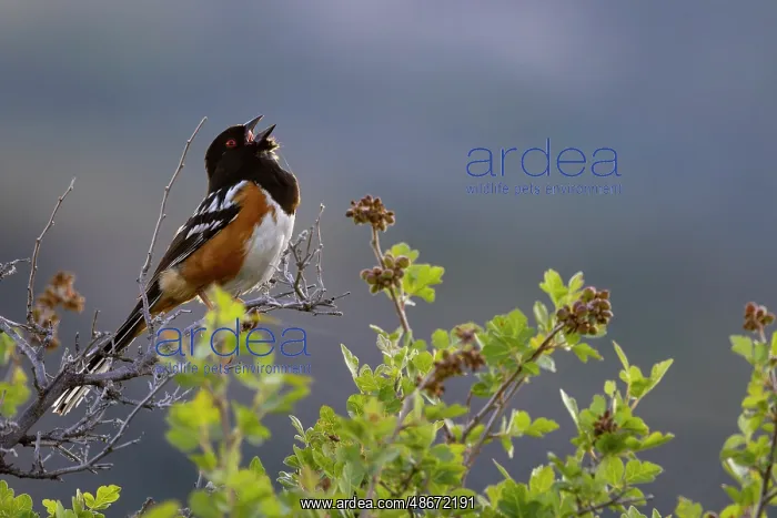  : Spotted towhee singing in Theodore Roosevelt National Park