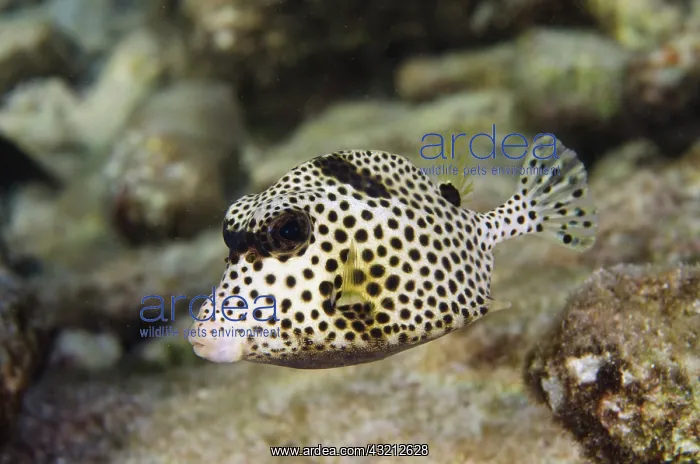 : Spotted Trunkfish (Lactophrys bicaudalis) : Spotted Trunkfish (Lactophrys bicaudalis)