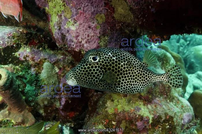 : Spotted Trunkfish (Lactophrys bicaudalis) : Spotted Trunkfish (Lactophrys bicaudalis)