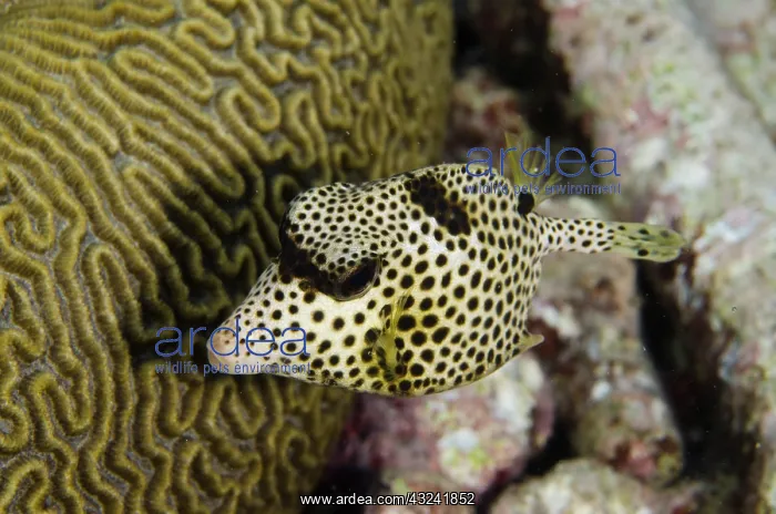 : Spotted Trunkfish (Lactophrys bicaudalis) : Spotted Trunkfish (Lactophrys bicaudalis)