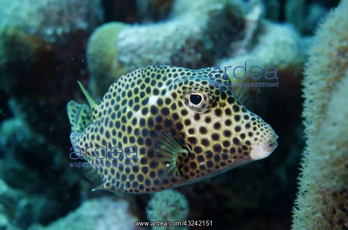 : Spotted Trunkfish (Lactophrys bicaudalis) : Spotted Trunkfish (Lactophrys bicaudalis)
