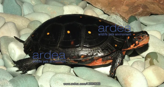 : Spotted Turtle : Spotted Turtle