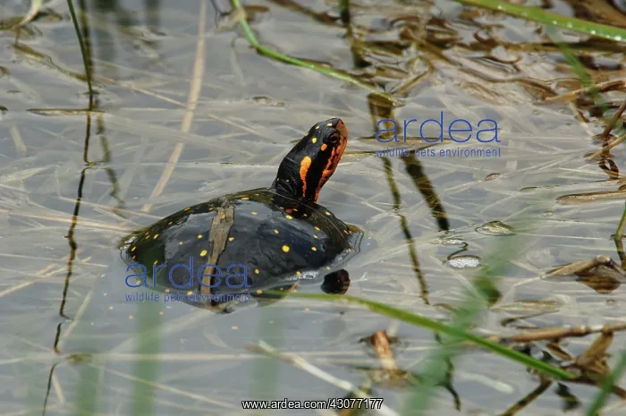 : Spotted Turtle (Clemmys guttata) : Spotted Turtle (Clemmys guttata)