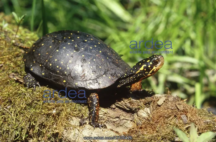 : Spotted Turtle (Clemmys guttata) : Spotted Turtle (Clemmys guttata)