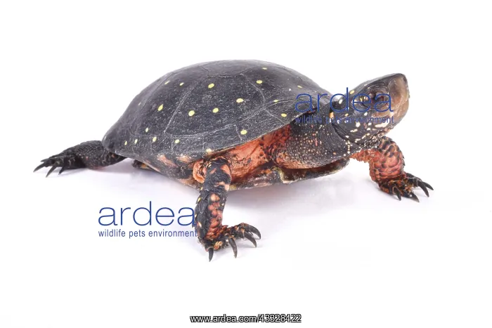 : Spotted turtle (Clemmys guttata) on white background : Spotted turtle (Clemmys guttata) on white background