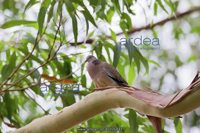: Spotted Turtle-Dove : Spotted Turtle-Dove