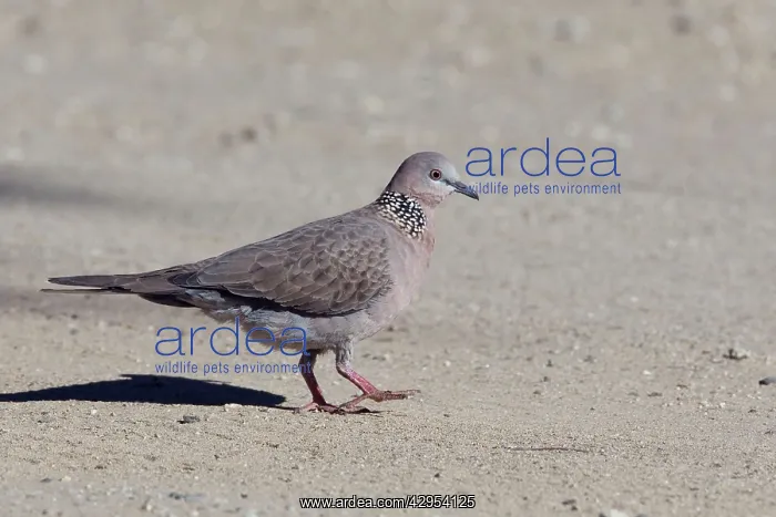 : Spotted Turtle-Dove / Spotted Dove - in Olive Pink : Spotted Turtle-Dove / Spotted Dove - in Olive Pink