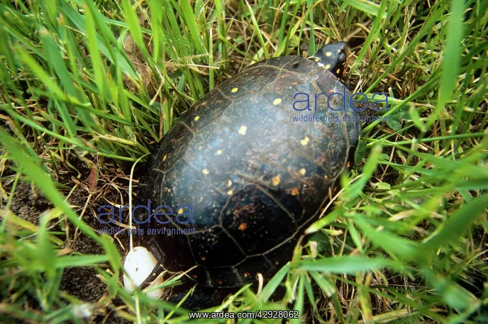 : Spotted Turtle - female laying eggs : Spotted Turtle - female laying eggs
