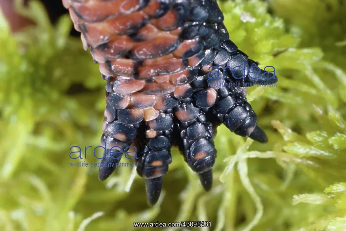  : Spotted Turtle foot