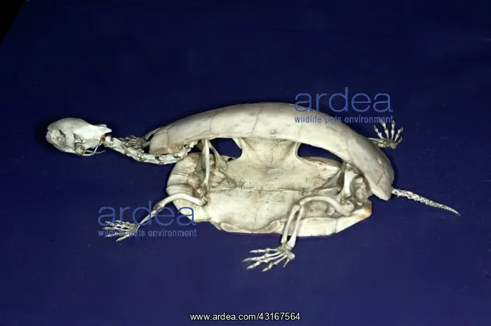 : Spotted Turtle Skeleton : Spotted Turtle Skeleton