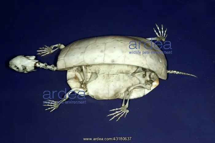 : Spotted Turtle Skeleton : Spotted Turtle Skeleton