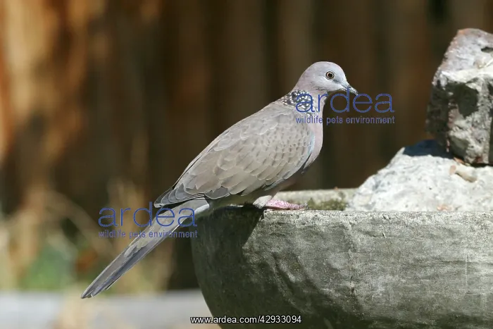 : Spotted Turtledove : Spotted Turtledove