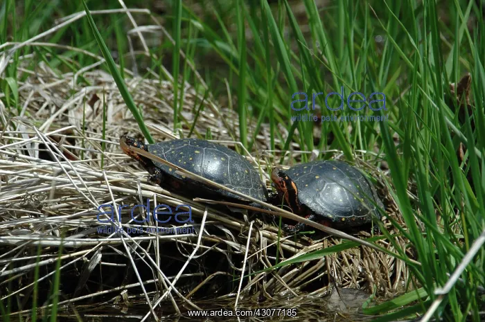 : Spotted Turtles (Clemmys guttata) : Spotted Turtles (Clemmys guttata)