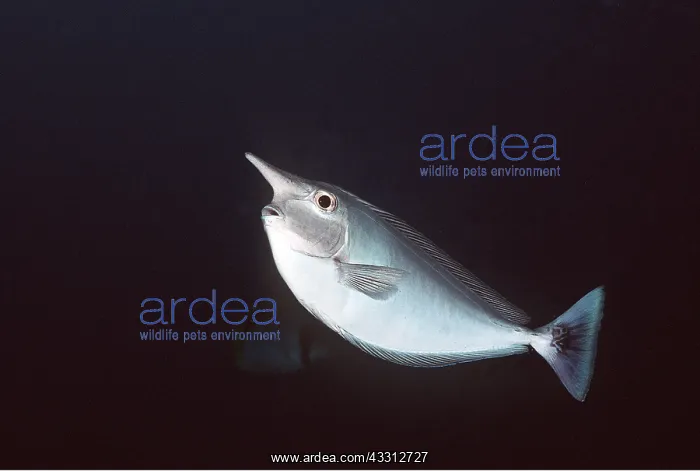 : SPOTTED UNICORN FISH : SPOTTED UNICORN FISH