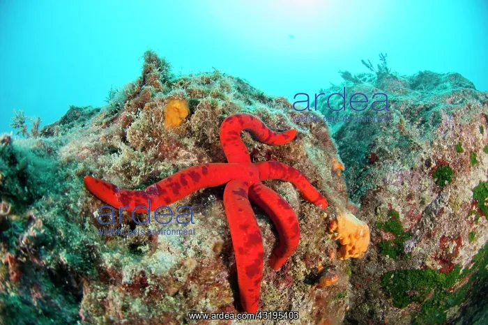 : Spotted variant Purple starfish (Ophidiaster ophidianus) : Spotted variant Purple starfish (Ophidiaster ophidianus)