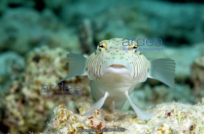 : Spotted Weever : Spotted Weever