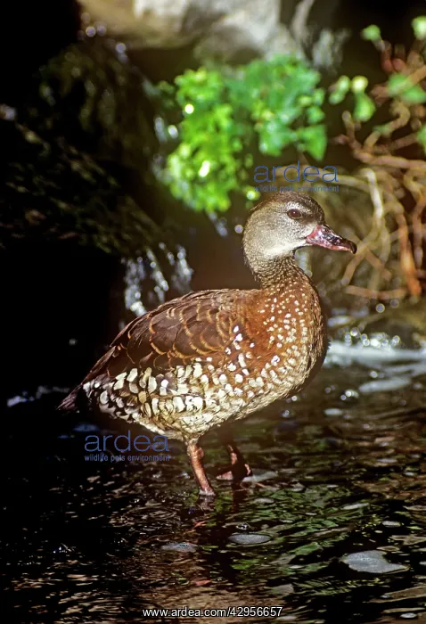 : Spotted Whistling Duck : Spotted Whistling Duck