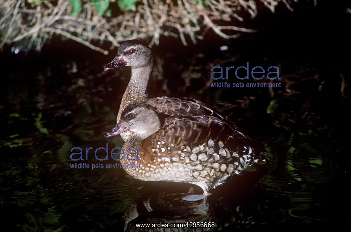 : Spotted Whistling Duck - pair : Spotted Whistling Duck - pair