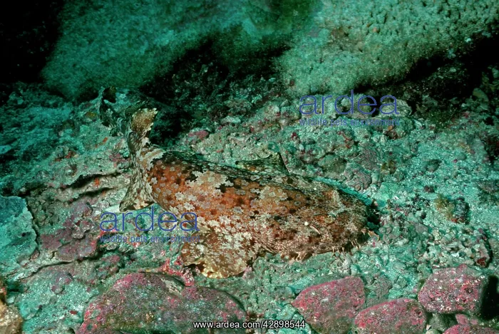 : Spotted Wobbygong - This beautiful shark once hunted : Spotted Wobbygong - This beautiful shark once hunted