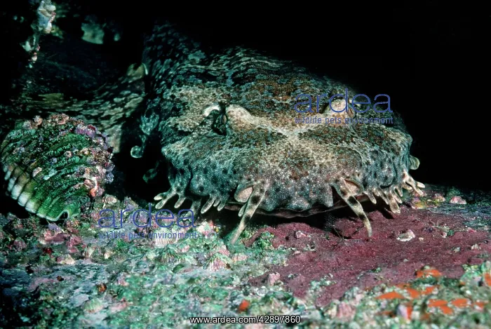 : Spotted Wobbygong - Also called a Carpet shark : Spotted Wobbygong - Also called a Carpet shark