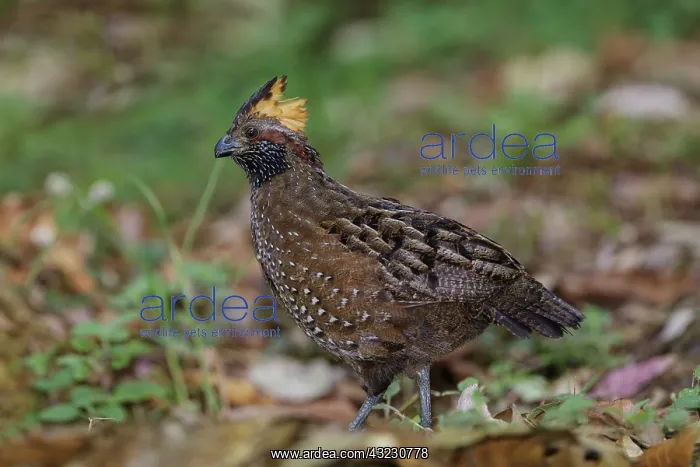 : Spotted wood quai l Odontophorus guttatus A small groun : Spotted wood quai l Odontophorus guttatus A small groun