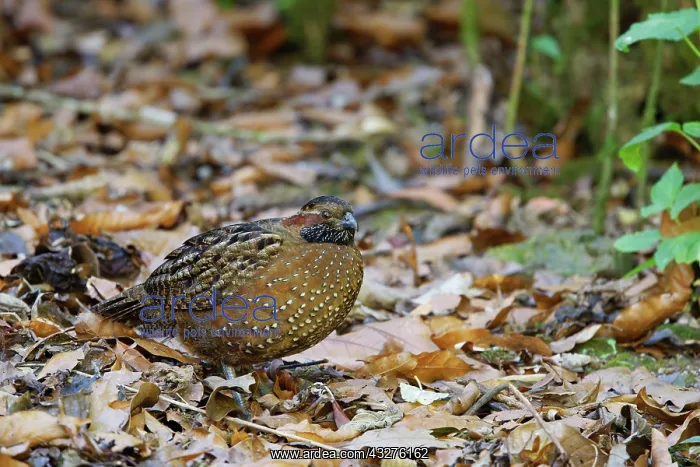 : Spotted Wood Quail Odontophorus guttatus San Gerardo de Dota : Spotted Wood Quail Odontophorus guttatus San Gerardo de Dota