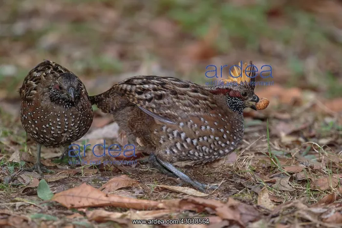: Spotted wood quail Odontophorus guttatus A small ground : Spotted wood quail Odontophorus guttatus A small ground