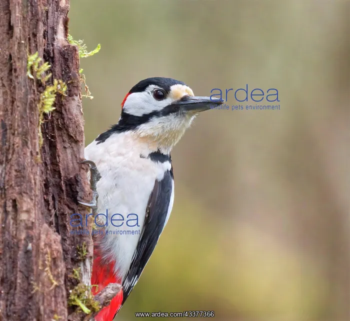 : Spotted woodpecker (Dendrocopos major), on a tree : Spotted woodpecker (Dendrocopos major), on a tree