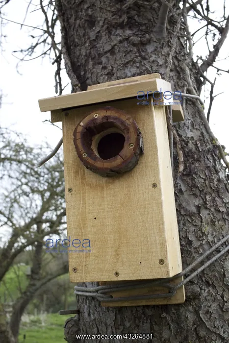 : Spotted woodpecker nest box strapped to tree Cotswolds : Spotted woodpecker nest box strapped to tree Cotswolds