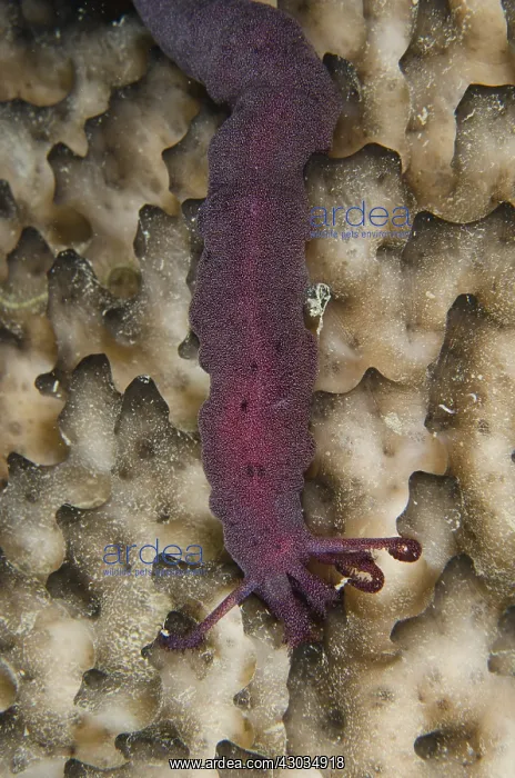 : Spotted Worm Sea Cucumber - on side of sponge : Spotted Worm Sea Cucumber - on side of sponge