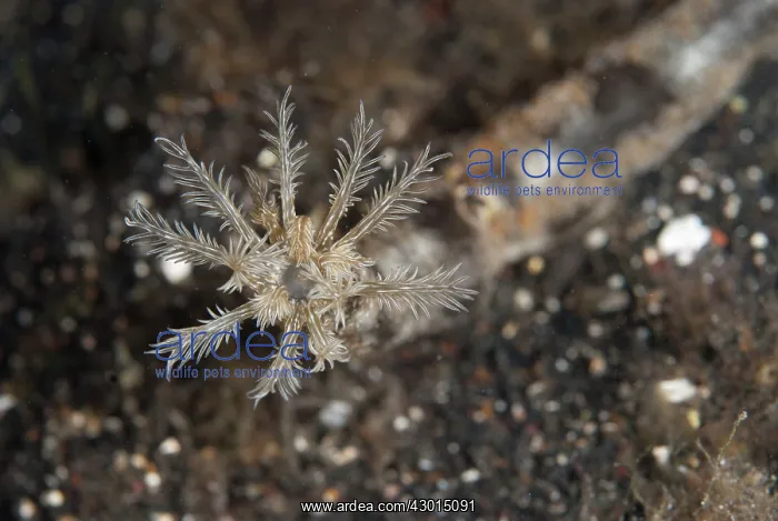  : Spotted Worm Sea Cucumber Tentacles