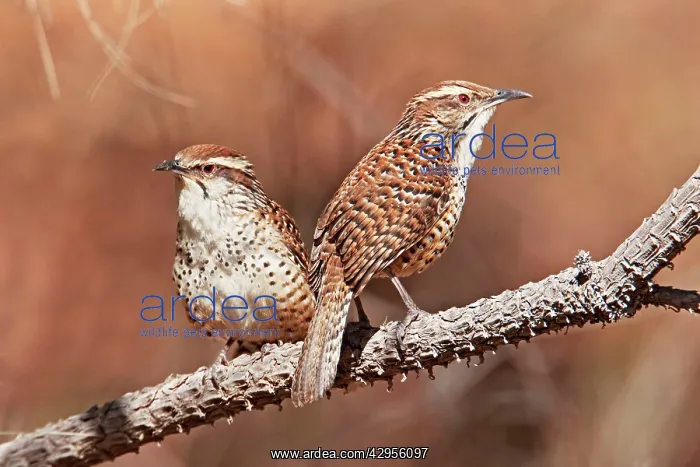 : Spotted Wren : Spotted Wren