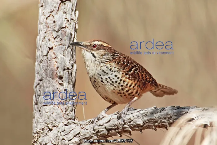 : Spotted Wren : Spotted Wren
